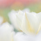 white tulips