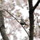 四十雀の桜詣で