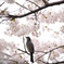 鵯の桜詣で