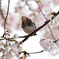 コムクドリの桜詣で