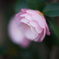 MC/MD開放描写比較　NEW MD 50mm F1.4