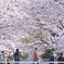 千本桜