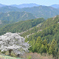 八徳の一本桜