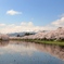 妙高山と桜