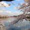 高田城址公園の桜