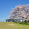 青空と桜とスタジアム。