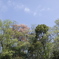 桜の花弁 空に舞う