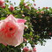 P5090991