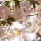 八重桜いろいろ…8/8
