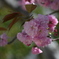 関山桜　感謝