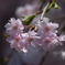 優美　小彼岸桜