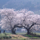 布目夫婦桜 2025年