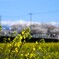 富山の春