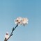 桜2025
