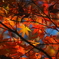 紅葉　砧公園
