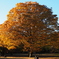 紅葉　砧公園