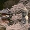 明日香村の桜