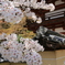 明日香村の桜