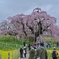 三春の滝桜