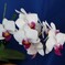 DC_OSAM4842