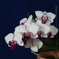 N20250412 (10)