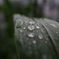 春雨に濡れる麦の葉っぱ