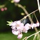 桜の残香