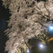夜桜