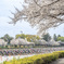 鯉のぼりと桜