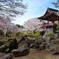 近所のお寺さんにて(春))