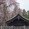 桜降る
