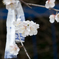 願いが花開く