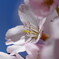 高遠城址公園の桜まつり2025