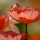 情熱の華❀Poppy