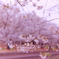 今年の桜ももうすぐ終わり