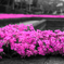 in the pink