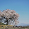 一本桜