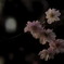 桜の花