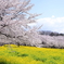 赤城南面千本桜１