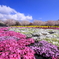 赤城南面千本桜４
