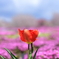 赤城南面千本桜５