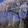 赤城南面千本桜７