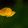 4月の彩✿Poppy
