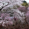 花は咲く