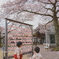 桜舞う神社