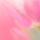 spring dream
