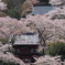 桜に埋もれるお寺！