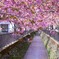 川沿いの八重桜並木