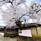 満開の糸桜