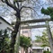 桜と鳥居